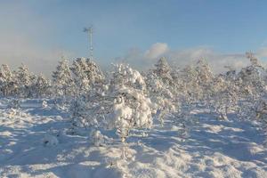 dia de inverno nevado no pântano foto