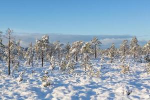 dia de inverno nevado no pântano foto