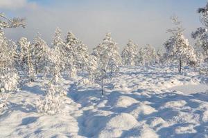 dia de inverno nevado no pântano foto