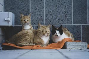 3 gatos na ilha de yeongjong, incheon, coreia foto