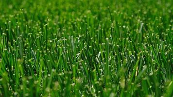 feche a grama verde, textura de fundo de vegetação natural do jardim do gramado. conceito ideal usado para fazer piso verde, gramado para treinamento de campo de futebol, campos de golfe de grama, padrão de gramado verde. foto