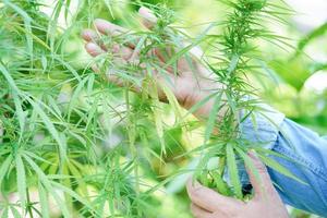 cannabis, maconha ou folha de maconha, cbd, thc usado como droga, intoxicante ou medicina alternativa. foto