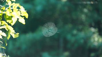 a teia de aranha selvagem pendurada entre a floresta da selva foto