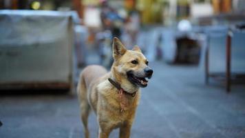 a visão do cachorro fofo com o estado adorável no quintal foto