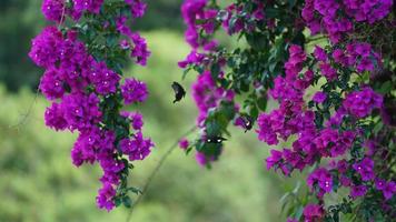 várias borboletas voando ao redor das flores roxas que florescem no jardim no verão foto