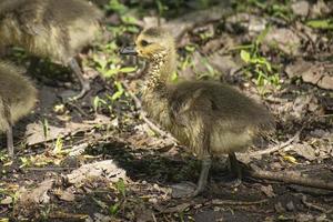 ganso canadense bebê molhado andando na floresta foto