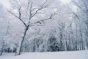 paisagem de inverno com neve foto