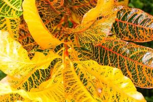 croton, louro variegado, croton de jardim deixa colorido no jardim tailandês foto