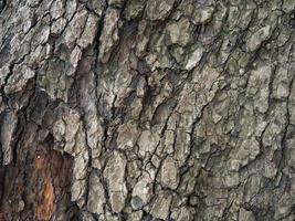 estrutura da casca. close-up de tronco de árvore. casca de árvore. botânica. foto