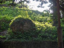 a selva da floresta e os restos de uma antiga fortaleza. natureza bela. natureza e a atividade humana. foto