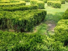 labirinto de arbusto. espaços verdes. jardim. lote de herdade. foto