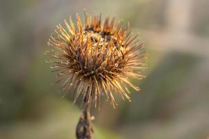 uma flor de bardana no outono foto