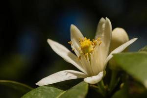 close-up de flor de laranjeira no sul da França foto