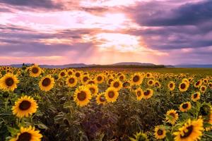 vista panorâmica do campo de girassóis em provence sul da frança contra o dramático céu pôr do sol durante o verão foto