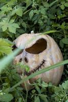 abóbora cercada por vegetação cortada para o halloween, méxico foto