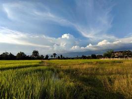 natureza, belos campos verdes de arroz foto