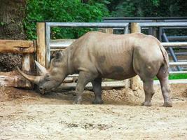 um grande rinoceronte comendo algo no chão foto