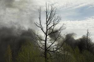 fogo na floresta. fumaça sobre as árvores. danos à natureza. foto