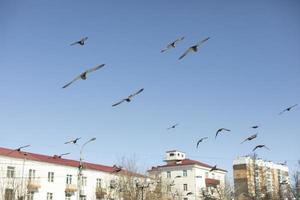 os pombos voam pelo céu na cidade. pássaros em vôo. foto