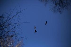 corvos voam em bandos contra um céu azul. voo dos pássaros. sensação mística da visão de corvos. foto