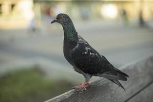 pomba na cidade. pássaro na beira do banco. close-up de pombo. foto