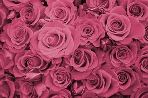 feche-se de ramo brilhante de lindas rosas frescas. imagem tonalizada em viva magenta, cor do ano 2023 foto