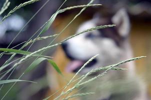 malamute ártico com retrato de focinho de olhos azuis close-up através das hastes de grama verde com foco seletivo foto