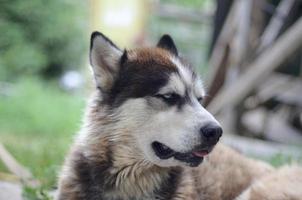 malamute ártico com retrato de focinho de olhos azuis close-up. este é um tipo nativo de cachorro bastante grande foto