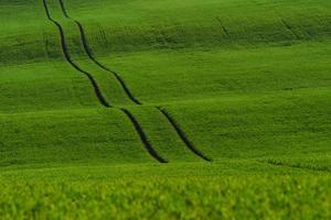 campos agrícolas verdes da moravia durante o dia. clima agradável foto