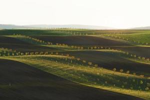 natureza bela. linha de árvores frescas nos campos agrícolas verdes durante o dia foto