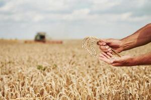 as mãos do homem seguram uma vagem de trigo. colheitadeira para trás no campo foto