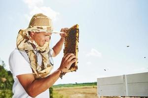 lindo trabalho. apicultor trabalha com favo de mel cheio de abelhas ao ar livre em dia ensolarado foto