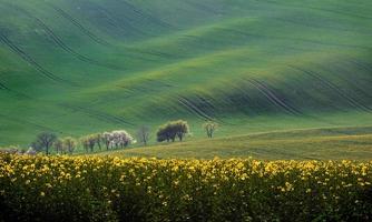 campos agrícolas verdes da moravia durante o dia. clima agradável foto