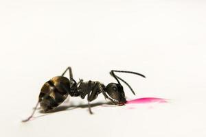 formiga preta em fundo branco