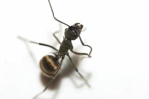 formiga preta em fundo branco foto