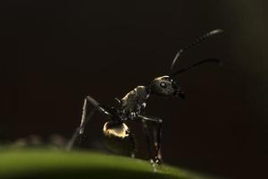 formiga preta em uma folha