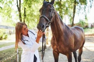 verificando a boca. veterinária examinando cavalo ao ar livre na fazenda durante o dia foto