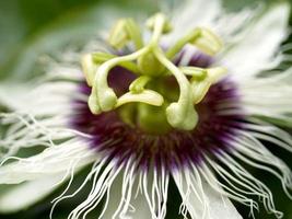 close-up de uma flor de maracujá foto