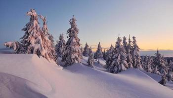 a neve cobre muito terreno e árvores. paisagem mágica de inverno