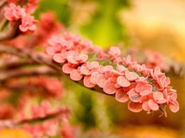 planta do deserto de cacto em rosa brilhante foto