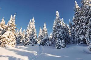 tempo ensolarado. paisagem mágica do inverno com árvores cobertas de neve durante o dia