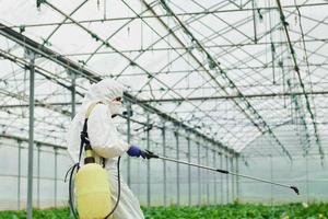 jovem trabalhadora de estufa em uniforme protetor branco completo regando plantas dentro da estufa foto