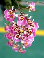 flores da orquídea rosa