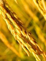 close-up de arroz dourado maduro foto