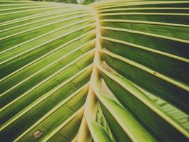 close-up de folhas de coco natural foto