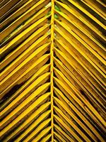 folhas de coco naturais brilhantes foto
