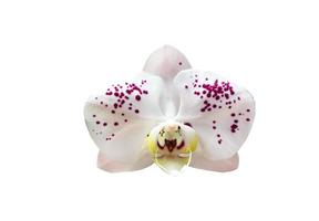 flor de orquídea phalaenopsis isolada com caminhos de recorte. foto