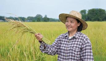 retrato mulher asiática idosa em pé no arrozal amarelo, segurando um feixe de riceear, sorrindo e mostrando sua felicidade em sua vida diária em suas terras agrícolas, foco suave e seletivo. foto