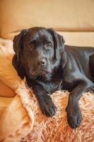 um cão labrador retriever preto encontra-se em um sofá bege. o animal de estimação está descansando. foto