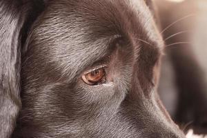 os olhos do cachorro e parte da macro de close-up do focinho. cão jovem labrador retriever. foto